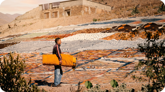 The drying of the wool